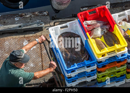 Vassoi di plastica con gancio dal trawler barca da pesca che mostra la rana pescatrice, calamari e pesce piatto sulla banchina del mercato di aste in porto Foto Stock