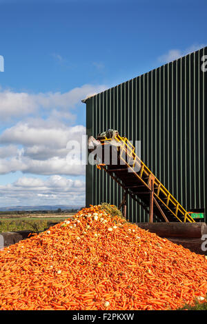 Respinto rifiuti, wonky, brutti, carote  vegetali Trasformazione agricoltore il suo spreco di carota Winter harvest in Wigan Greater Manchester, Lancashire, Foto Stock