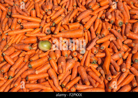 Wonky Vegfetables respinta come non idoneo per il consumo. Coltivatore di ortaggi Lavorazione raccolto di carota in Wigan Greater Manchester, Lancashire, Foto Stock