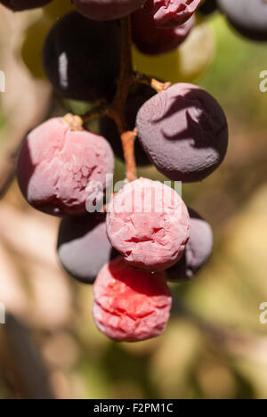 Surmature blu scuro vino uva sulla vite in condizioni di luce solare intensa closeup. La Romania. Foto Stock