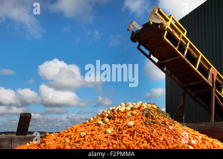 Burscough, Lancashire, Regno Unito. Il 22 settembre, 2015. Vegetali di elaborazione agricoltore il suo raccolto di carota prima dell'autunnale di cambiamento di tempo Gli agricoltori locali in Wigan Greater Manchester, Lancashire, sfruttando appieno il tempo di fine estate per la mietitura di colture stagionali. Come temperature e rabboccato 19°C/66°F oggi il farmhands erano lavoro straordinario per la raccolta di prodotti prima del tempo diventa autunnale. © Cernan Elias/Alamy Live News {Immagini prese con i proprietari dei terreni consenso} Credito: Cernan Elias/Alamy Live News Foto Stock