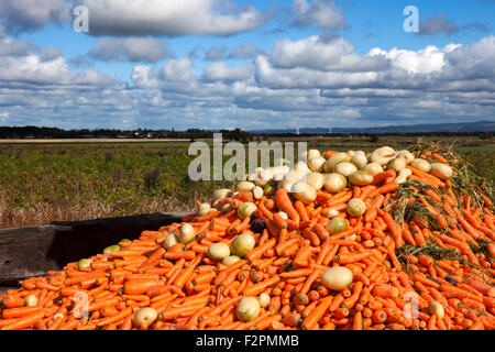 Burscough, Lancashire, Regno Unito. Il 22 settembre, 2015. Vegetali di elaborazione agricoltore il suo raccolto di carota prima dell'autunnale di cambiamento di tempo Gli agricoltori locali in Wigan Greater Manchester, Lancashire, sfruttando appieno il tempo di fine estate per la mietitura di colture stagionali. Come temperature e rabboccato 19°C/66°F oggi il farmhands erano lavoro straordinario per la raccolta di prodotti prima del tempo diventa autunnale. © Cernan Elias/Alamy Live News {Immagini prese con i proprietari dei terreni consenso} Credito: Cernan Elias/Alamy Live News Foto Stock