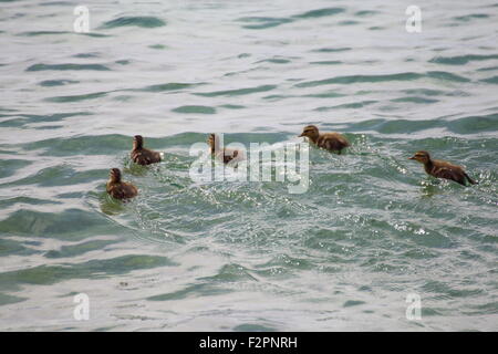 Gara pulcini germano reale nel lago Foto Stock