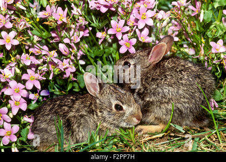 Due conigli di bambino coccola e hide insieme al confine del giardino in rosa fiori di verbena, Missouri, Stati Uniti d'America Foto Stock