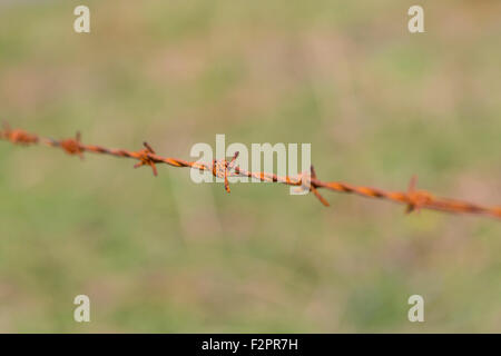 Primo piano dettaglio della recinzione di filo spinato arrugginito, Regno Unito Foto Stock