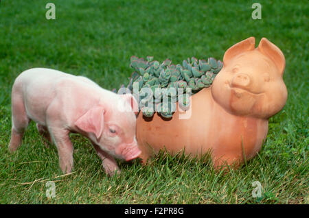 White piglet incontra ceramica piglet in erba, Missouri USA Foto Stock