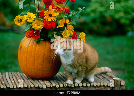 La raccolta autunnale di decorazione su un banco di lavoro con un orange tabby cat accanto a un vaso di zucca riempita di tarda estate fiori sul display, Missouri USA Foto Stock