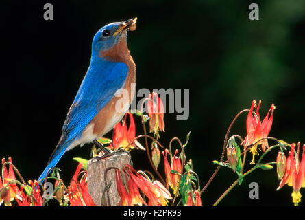 Maschio, Bluebird Sialia sialias, genitore arroccato su fencepost tra fiori Columbine tenendo un caterpillar, Missouri USA Foto Stock