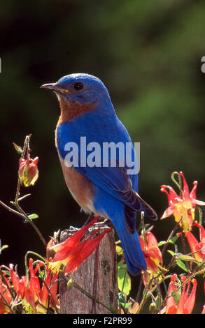 Maschio, Bluebird Sialia sialias, appollaiato su fencepost tra fiori Columbine, Missouri USA Foto Stock