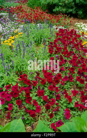 Colorato letto curvo di rosso e pansies nicotiana in giardino nel cortile, Missouri USA Foto Stock