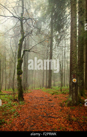 Foto d'epoca del percorso attraverso la foresta di autunno Foto Stock