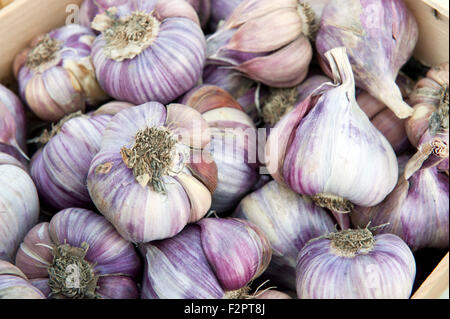 Aglio sul mercato in stallo Provence Francia Europa Foto Stock