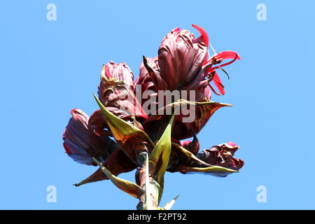 Gymea lily Doryanthes excelsa o noto anche come ninfee giganti contro il cielo blu chiaro Foto Stock