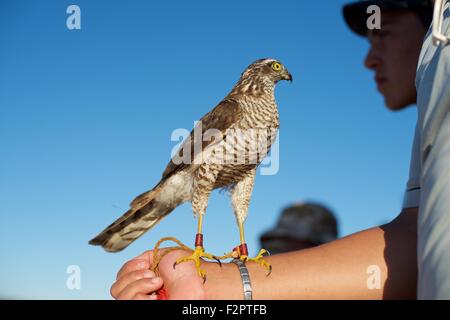 Falconer al Festival annuale de L'epervier o festival di falconeria a El Haouaria in Tunisia Foto Stock