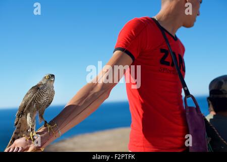 Falconer al Festival annuale de L'epervier o festival di falconeria a El Haouaria in Tunisia Foto Stock