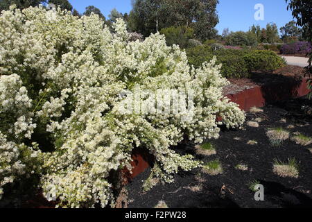 Grevillea curviloba subsp incurva Foto Stock