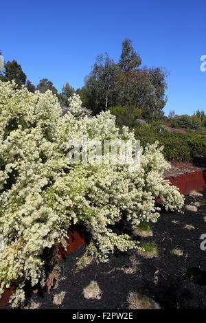 Grevillea curviloba subsp incurva Foto Stock