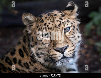 Maschio di Amur leopard guardando verso la telecamera (faccia colpo) Foto Stock