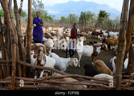 TANZANIA, Korogwe, Massai nel villaggio Kwalukonge, capre in recintata Kral / TANZANIA, Korogwe, Massai im Dorf Kwalukonge, Ziegen Gatter im Foto Stock