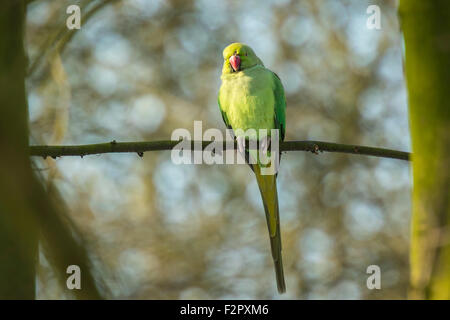Rose-inanellati parrocchetto (Psittacula krameri), nella stagione invernale. Appollaiato su un ramo in una foresta. Foto Stock