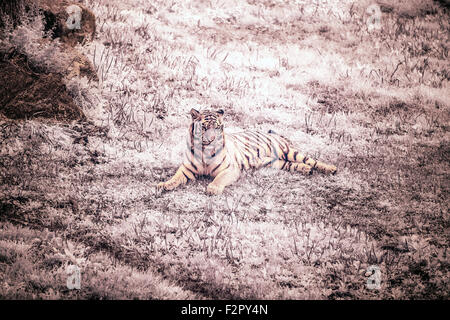 Tiger a infrarossi Foto Stock