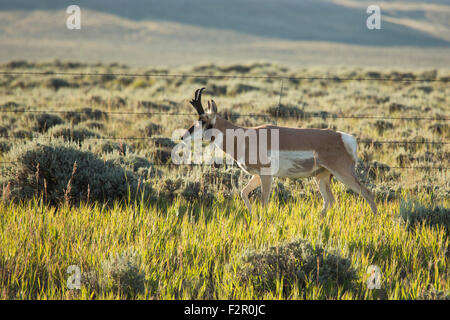 Sabbia disegnare, Wyoming - un maschio adulto pronghorn (Antilocapra americana), cammina accanto a una recinzione. Foto Stock