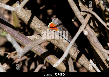 Anole marrone (Anolis sagrei) seduti su un sotto una siepe visualizzando la sua giogaia in Kihei, Maui, Hawaii, nel mese di luglio Foto Stock