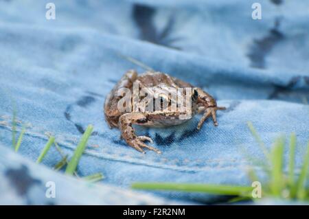 Rana su blue jeans presi in Shelton, WA, Stati Uniti d'America. Foto Stock