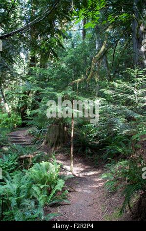 Uno dei tanti percorsi o sentieri nella baia di Oakland County parco vicino Shelton, WA, Stati Uniti d'America. Foto Stock