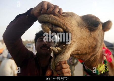 Karachi. Il 22 settembre, 2015. Un venditore mostra il suo cammello a un mercato di bestiame nel sud del Pakistan Karachi, Sett. 22, 2015. I musulmani di tutto il mondo si stanno preparando a celebrare l'Eid al-Adha festa dalla macellazione di bovini, ovini e caprini in commemorazione del profeta Abramo la prontezza al sacrificio di suo figlio per mostrare l'obbedienza a Dio. © Arshad/Xinhua/Alamy Live News Foto Stock