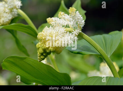 Falso di Salomone guarnizione - Maianthemum racemosum nativo della North American Boschi Foto Stock