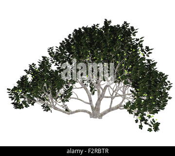 Fig, Ficus carica, albero isolato in sfondo bianco - 3D render Foto Stock