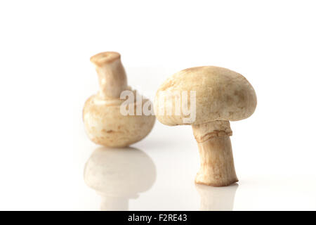 Due funghi prataioli su sfondo bianco Shot in Studio Foto Stock