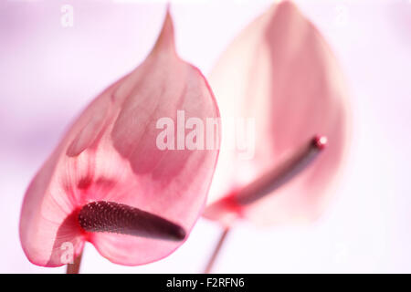 Rosa anthurium, aperto a forma di cuore fiori, rappresentano l'ospitalità Jane Ann Butler JABP Fotografia1402 Foto Stock