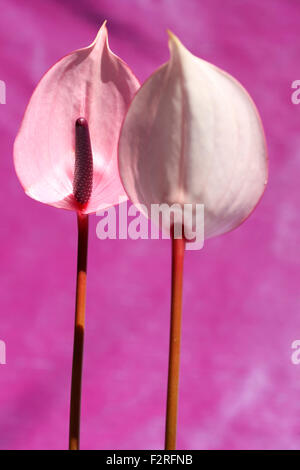 Rosa anthurium, aperto a forma di cuore fiori, rappresentano l'ospitalità Jane Ann Butler JABP Fotografia1397 Foto Stock