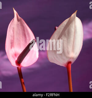 Rosa anthurium, aperto a forma di cuore fiori, rappresentano l'ospitalità Jane Ann Butler JABP Fotografia1399 Foto Stock