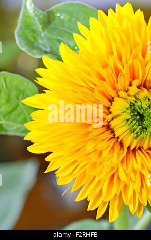 Dettagli del girasole decorativo in giardino Foto Stock