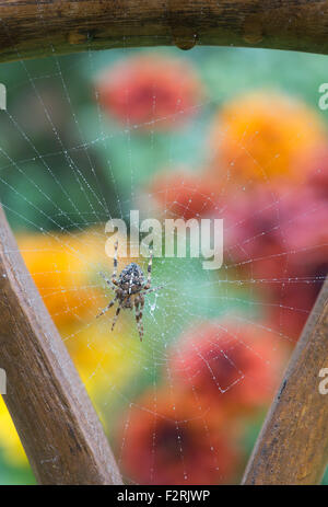 Araneus diadematus. Comune di orb weaver spider su un web in un giardino in legno maniglia a forcella Foto Stock