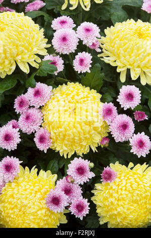 Crisantemo 'Misty limone" e piccolo crisantemo rosa fiori in un display a flower show Foto Stock