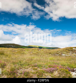 Fioritura heather e occidentale (dwarf) gorse su bogland vicino Pulleen, Beara, con Knockoura Hill in background Foto Stock