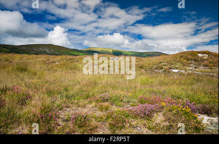 Fioritura heather e occidentale (dwarf) gorse su bogland vicino Pulleen, Beara, con Knockoura Hill in background Foto Stock