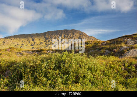 Bog mirto western ginestre ed erica in Caha Montagne, Vicino Glengarriff, Beara, nella contea di Cork Foto Stock