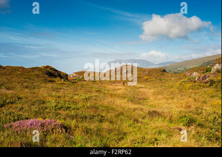 Western ginestre ed erica fioritura nelle montagne di Caha, vicino Glengarriff, nella contea di Cork, con fame Hill in background Foto Stock