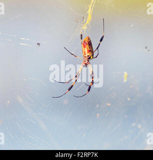 Banana Spider sul suo Web in Florida zone umide Foto Stock