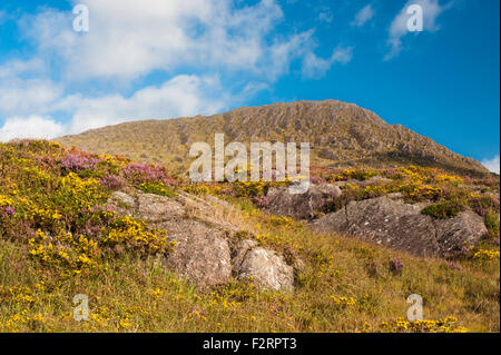 La Caha Montagne, Vicino Glengarriff, Beara, nella contea di Cork, con abbondante fioritura occidentale (dwarf) ginestre ed erica Foto Stock