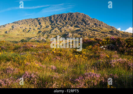 La Caha Montagne, Vicino Glengarriff, Beara, nella contea di Cork, con abbondante fioritura occidentale o dwarf ginestre ed erica Foto Stock