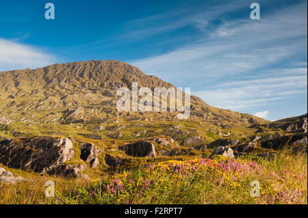 La Caha Montagne, Vicino Glengarriff, Beara, nella contea di Cork, con abbondante fioritura occidentale o dwarf ginestre ed erica Foto Stock