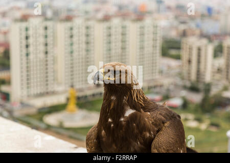 Il mongolo Golden Eagle in Ulan Bator Foto Stock