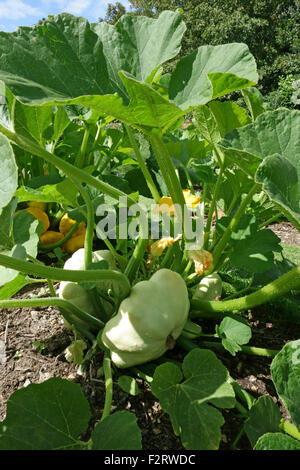 Patty-pan o crema pasticcera squash impianto, Cucurbita pepo, impianto con deleloping zucche, Hampshire, Agosto Foto Stock