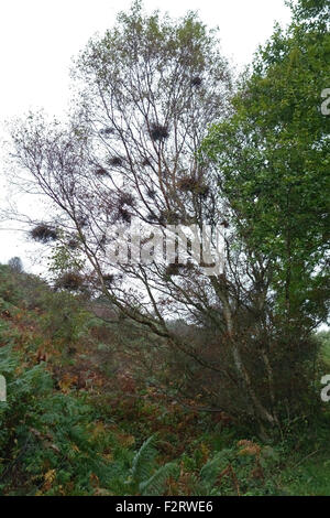 Witches broom, Taphrina betulina, ramoscello deformità su un siver pianta di betulla in autunno, lande in North Yorkshire, Ottobre Foto Stock